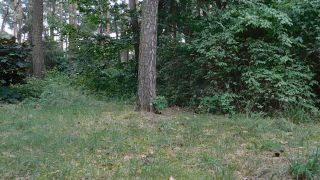 DSCN0126.MP4