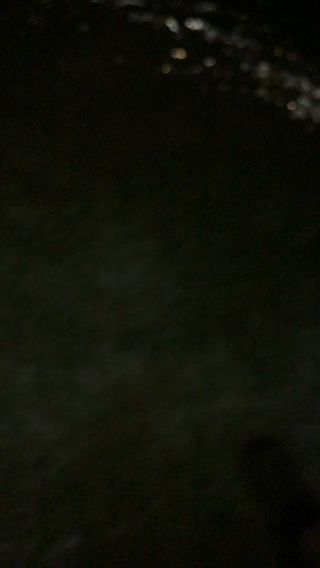 stockybear