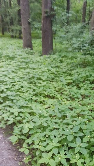 VID_20220606_201816.mp4