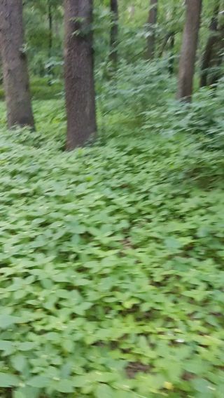 VID_20220606_201816.mp4