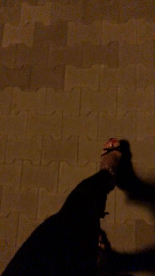 IMG_9900.MOV