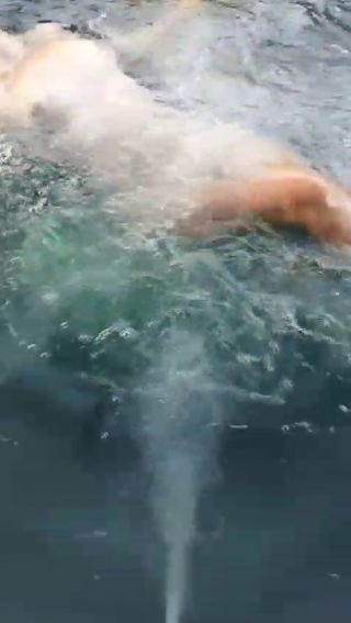 VID_20240625_211134.mp4