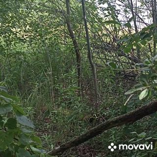 MovaviClips_Video_20240712-140222.mp4