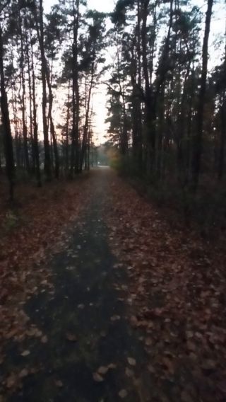 VID_20241107_161233.mp4