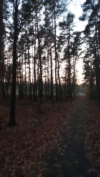 VID_20241107_161233.mp4