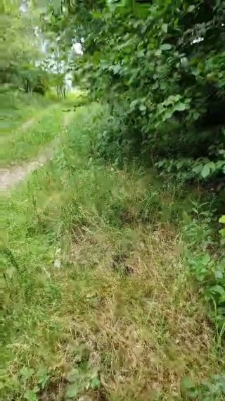 VID-20250416-WA0099.mp4