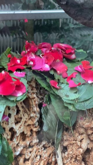 IMG_6798.mov