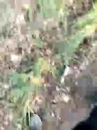 LIVE - 2026-08-20 18:19