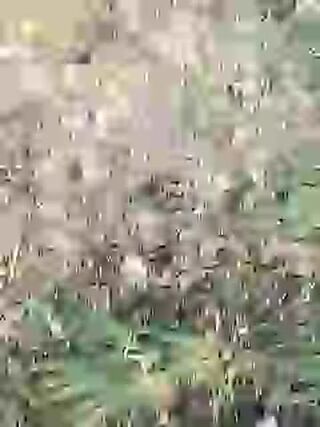 LIVE - 2026-08-20 18:19